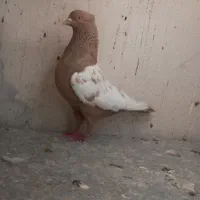 کفتر بهبونی خوش قیمت