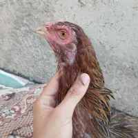 مرغ لاری