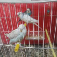 سلام مرغ عشق با یک جوجه و ۲ تا تخم
