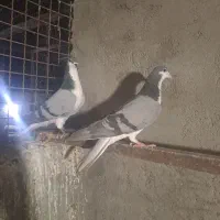 اصفهونی
