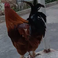 خروس