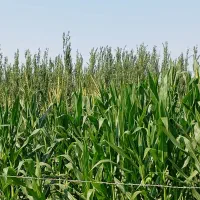 یک هکتار 200متر ذرت آمریکایی اصل