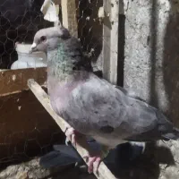 کبوتر