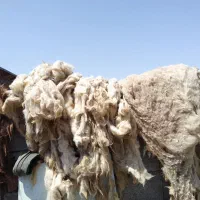 پشم شسته شده گوسفند