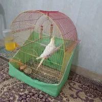عروس هلندی نر