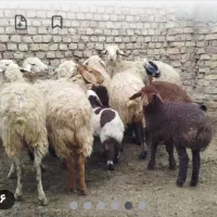 فروش میش آبستن و دارای بره نر
