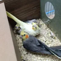 جفت عروس هلندی با جوجه و تخم
