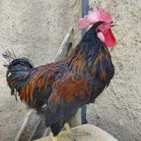 خروس جوان