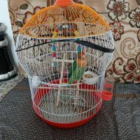 طوطی کوتوله برزیلی
