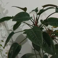 گل فیلندرون