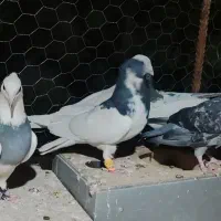 سینه ابلق دم سفید گلی پلاکی جانسون طوقی