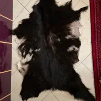 پوست بز