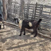 بزه‌کوهی‌وگوشتی