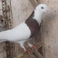 طوقی سرخ نر طوقی سیاه کاکلی