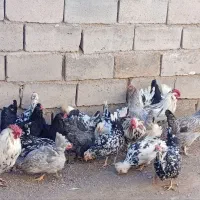تخم مرغ نطفه دار گلین اصل