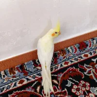 عروس هلندی ۲ماهه
