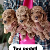 با اصالت و زیبا