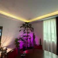 گیاه آپارتمانی کاج مطبق