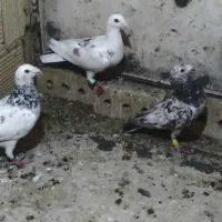 کبوتر پرشی