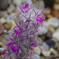 آویشن چای کوهی خودم از روستای شهر قزوین چیدم