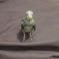 عروس هلندی با بچه