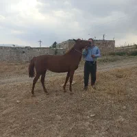فروش اسب مادیان