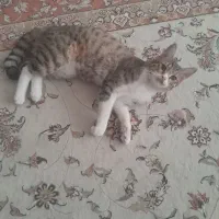 واگذاری گربه