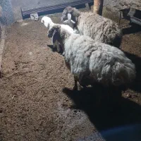 میش|حیوانات مزرعه|بجنورد, |دیوار