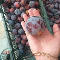آلو شابلون کالیفرنیا