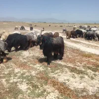 چپش|حیوانات مزرعه|شیراز, دینکان|دیوار