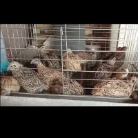 بلدرچین|لوازم جانبی حیوانات|نیشابور, دربقاضی|دیوار