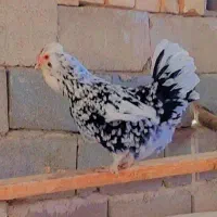 تخم مرغ نطفه دار