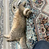 گربه