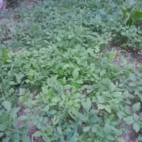 فروش نشاءگوجه