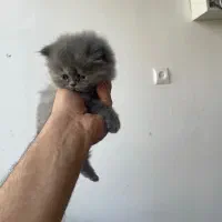 واگذاری گربه