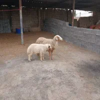 گوسفندونربه فروش میرسد گوسفندیکی ازچشمش کوره