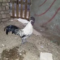 خروس