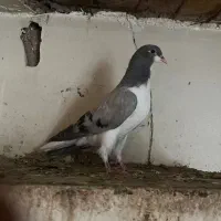 کبوتر بدرنگ ۳ پری
