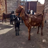 بزگوسفند