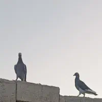 پلاکی مسافتی باخت