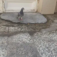 دوتا پلاکی ماده ویک نر