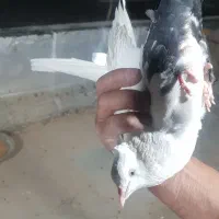 کبوتر ماده