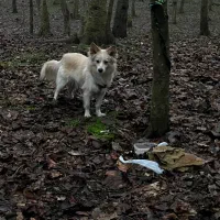 پامر آشویتز . واگذاری رایگان