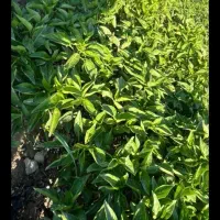 نهال گوجه