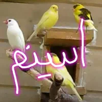 تخم فنچ و قناری و سهره