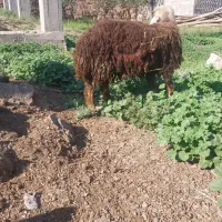 بره نر