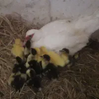 فروش جوجه اردک روسی نژاد اصل