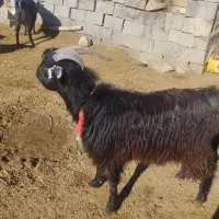 بزغاله نر تخمی