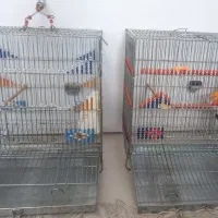 قفس پرنده سهره