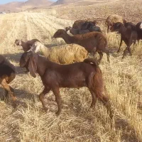 بز نر شیر مست فروشی